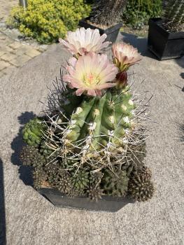 Eriosyce curvispina